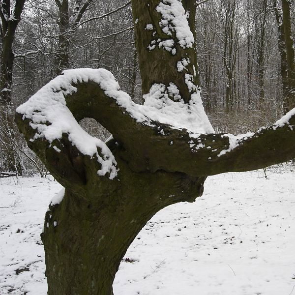 Le Bois de La Cambre