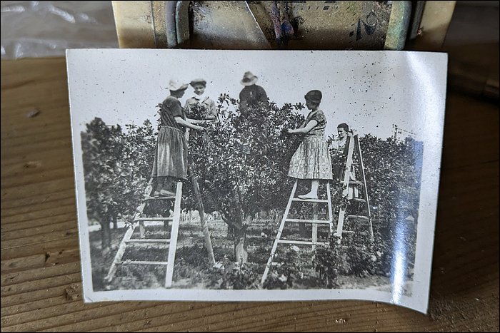 Ramassage des olives