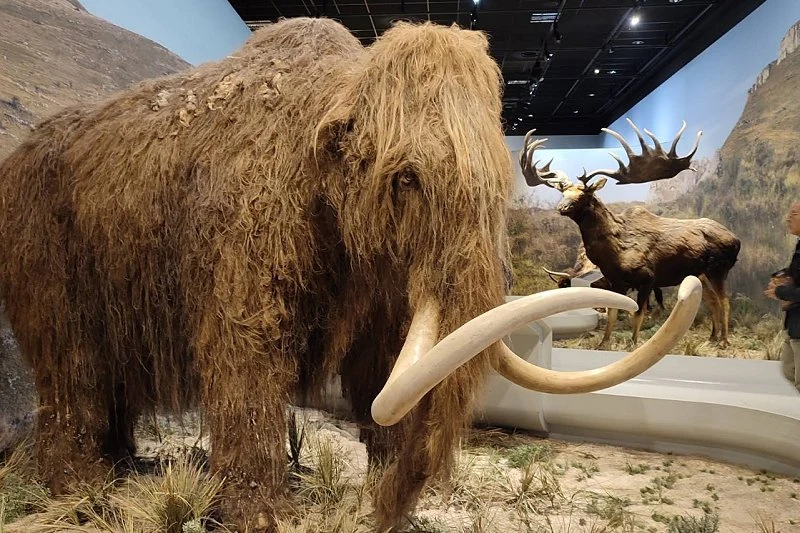 Grotte Chauvet Tourisme