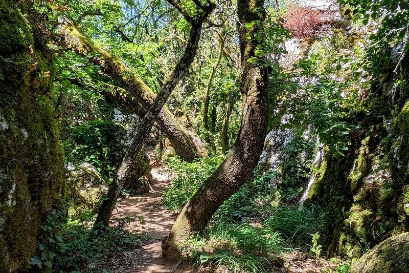Le Bois de Pa&iuml;olive Ard&egrave;che