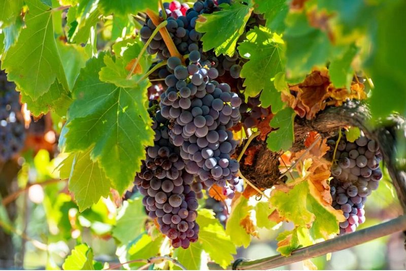 Weinberge der Ard&egrave;che