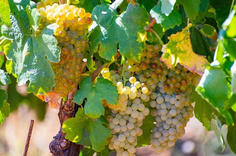 Vignoble en Ardèche